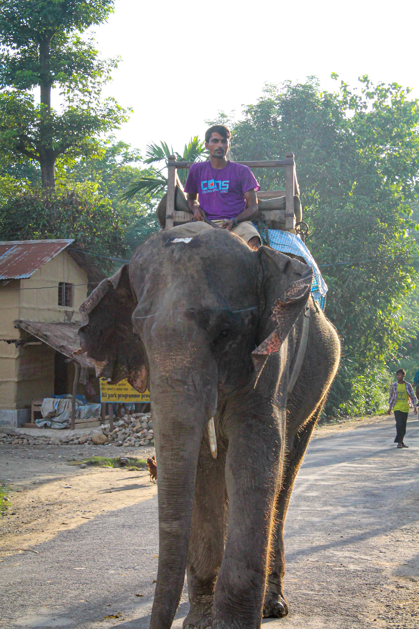 Guy with elephant, Chitwan
