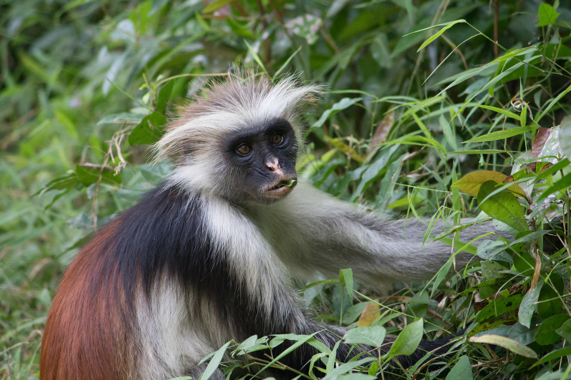 Red colobus, Zanzibar