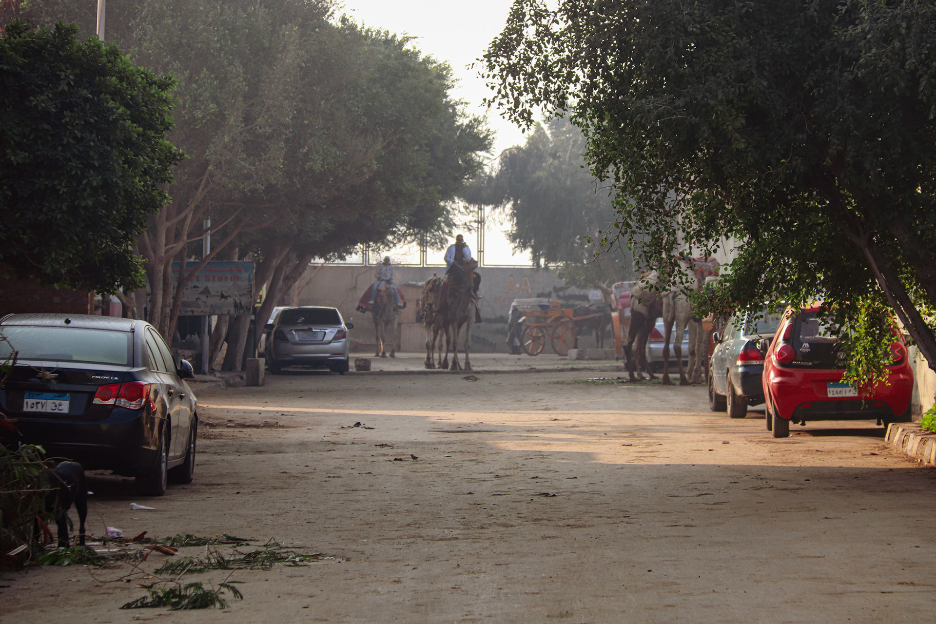 Camels getting ready in the morning, Giza
