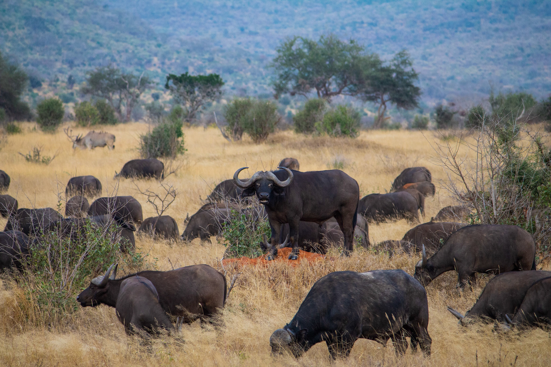 Buffalo heard, Tsavo East