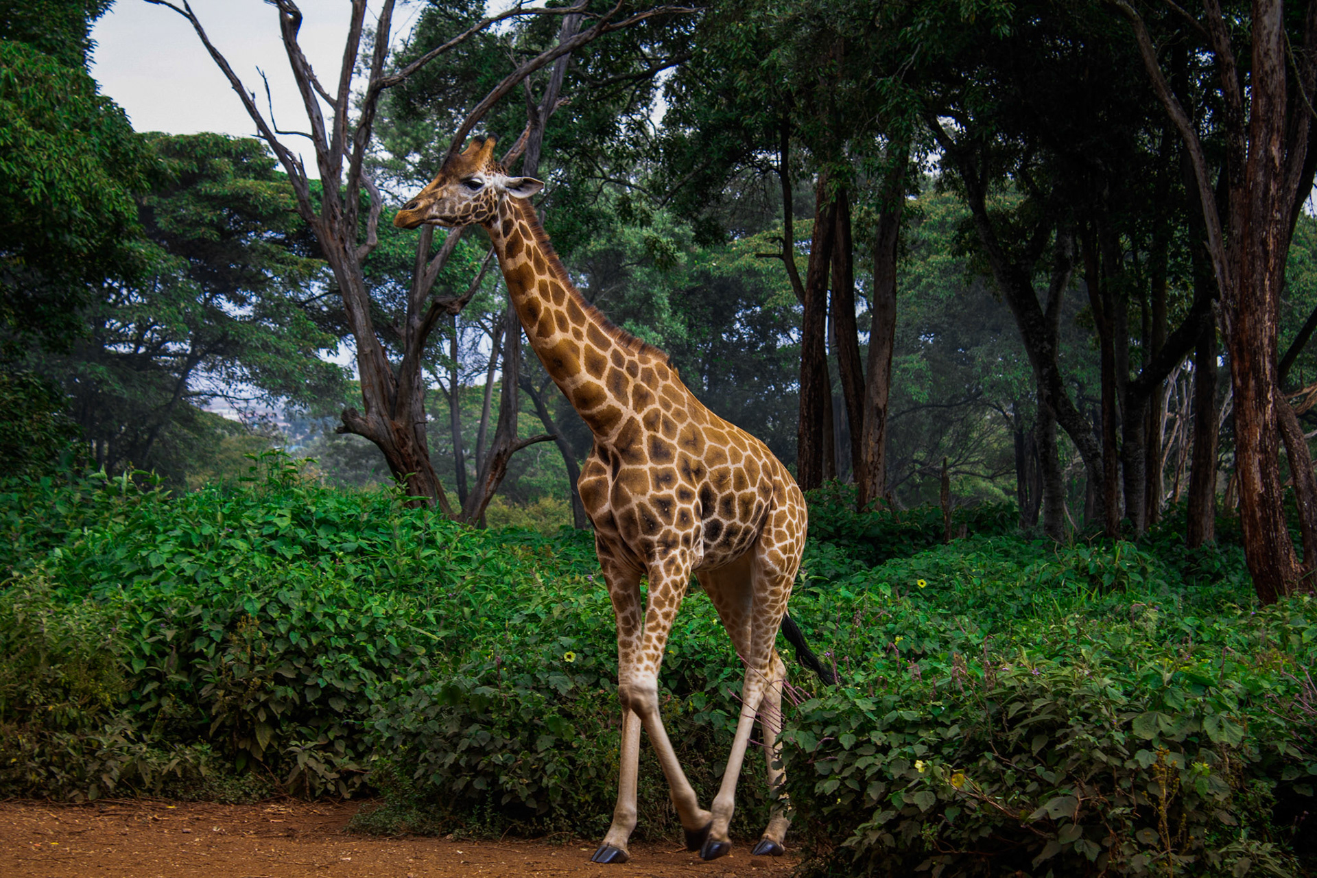 A Rothschild's giraffe at the Giraffe center / Giraffe Mannor