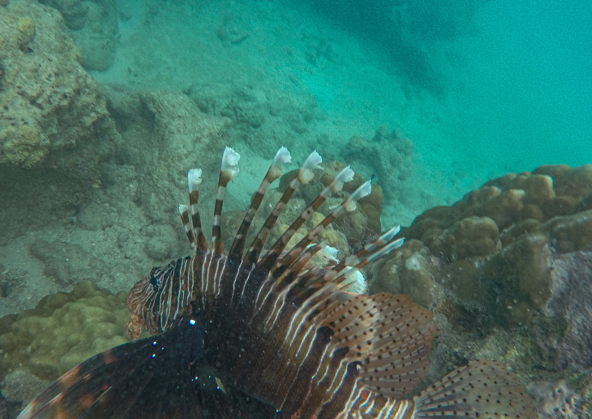Lionfish outside Mombasa