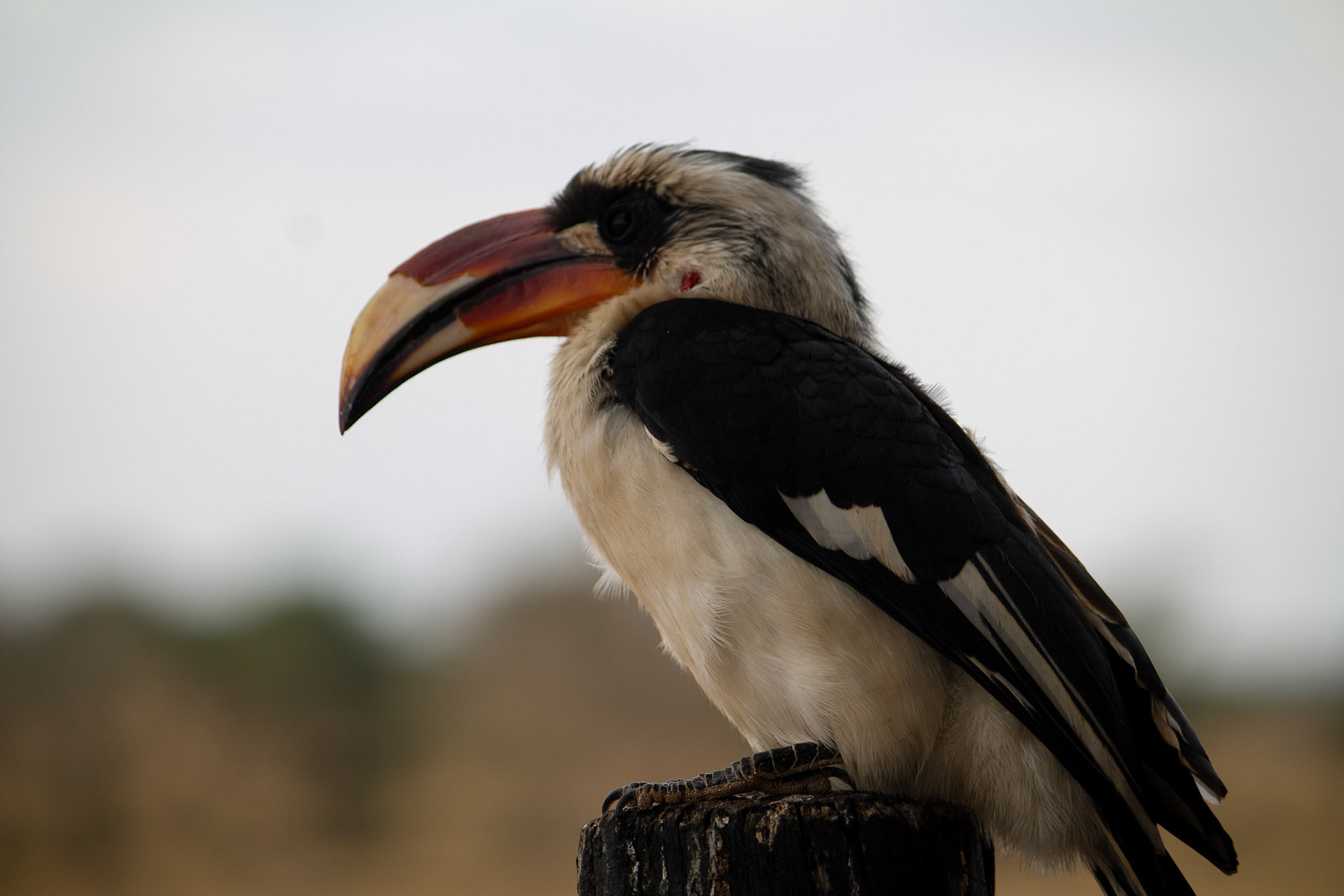 Von Der Decken's Hornbill, Tsavo West