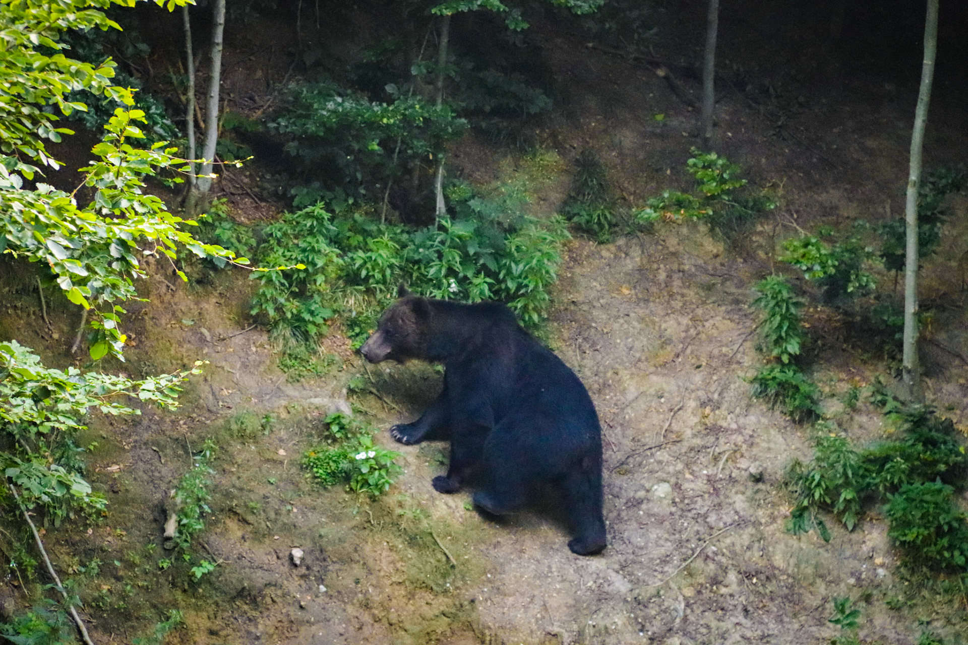 Brown bear outside Brasov