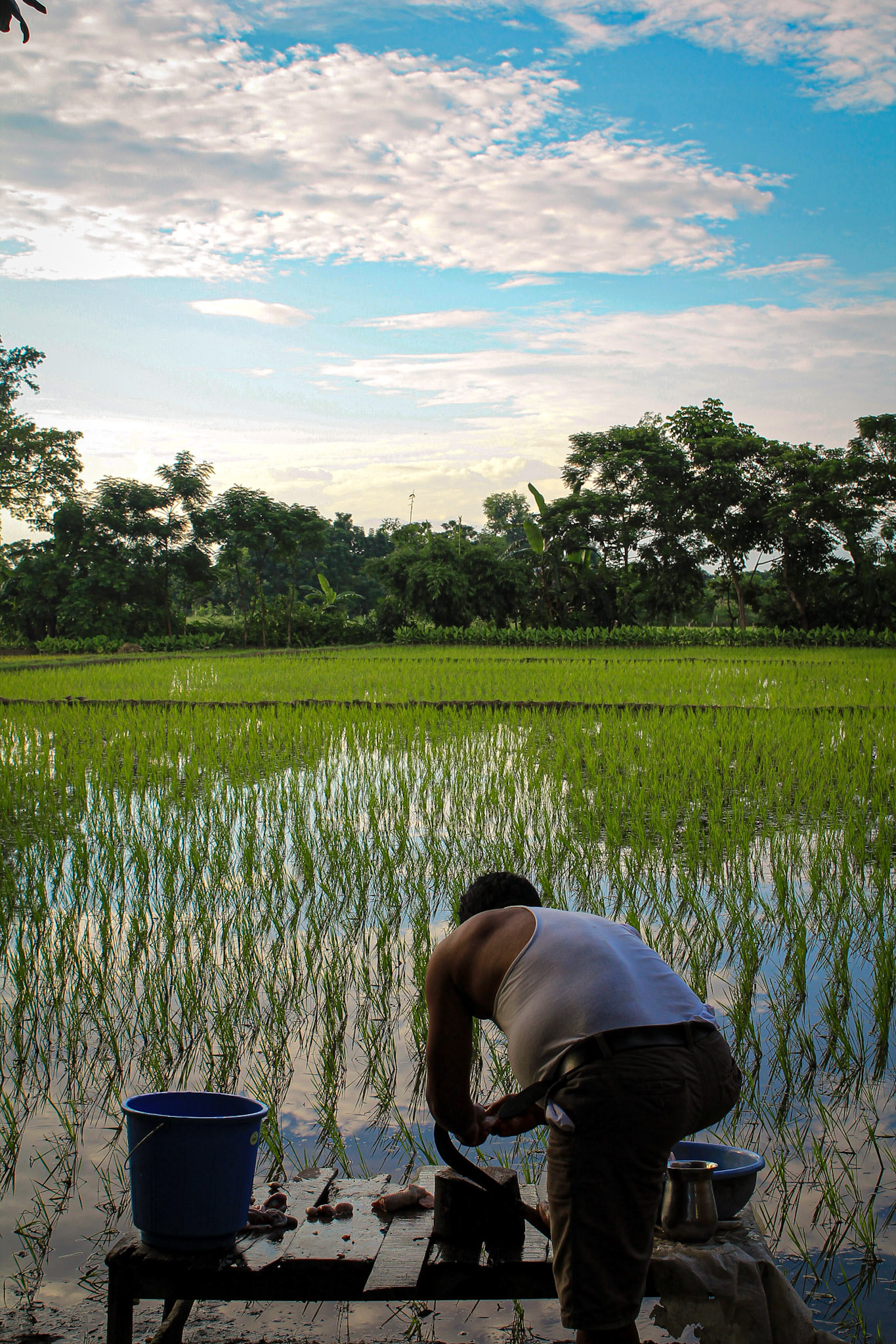 Rice farmer, Chitwan