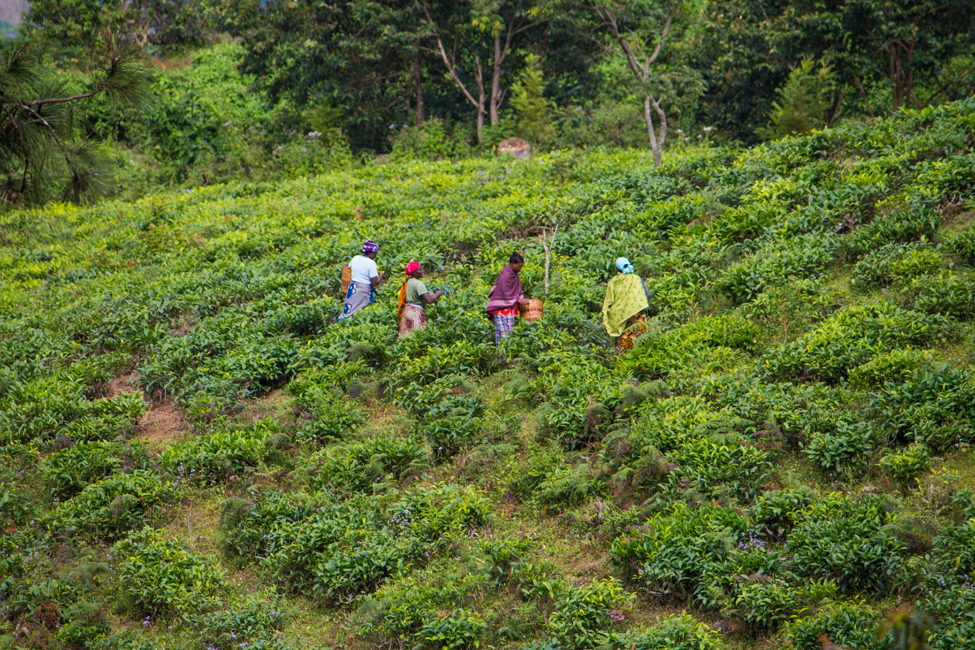 Tea plantation, Lutindi