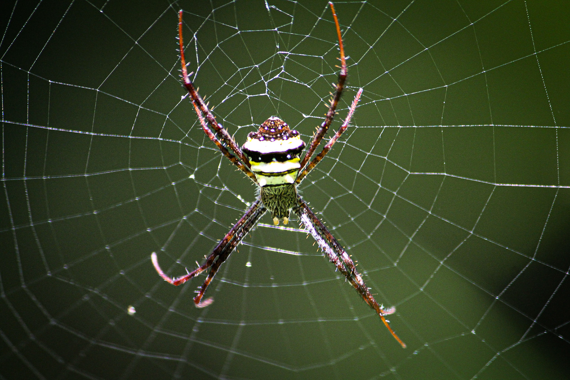 Unidentified spider, Pokhara