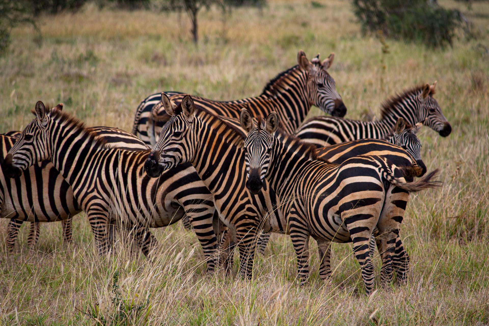 Zebras, Tsavo East