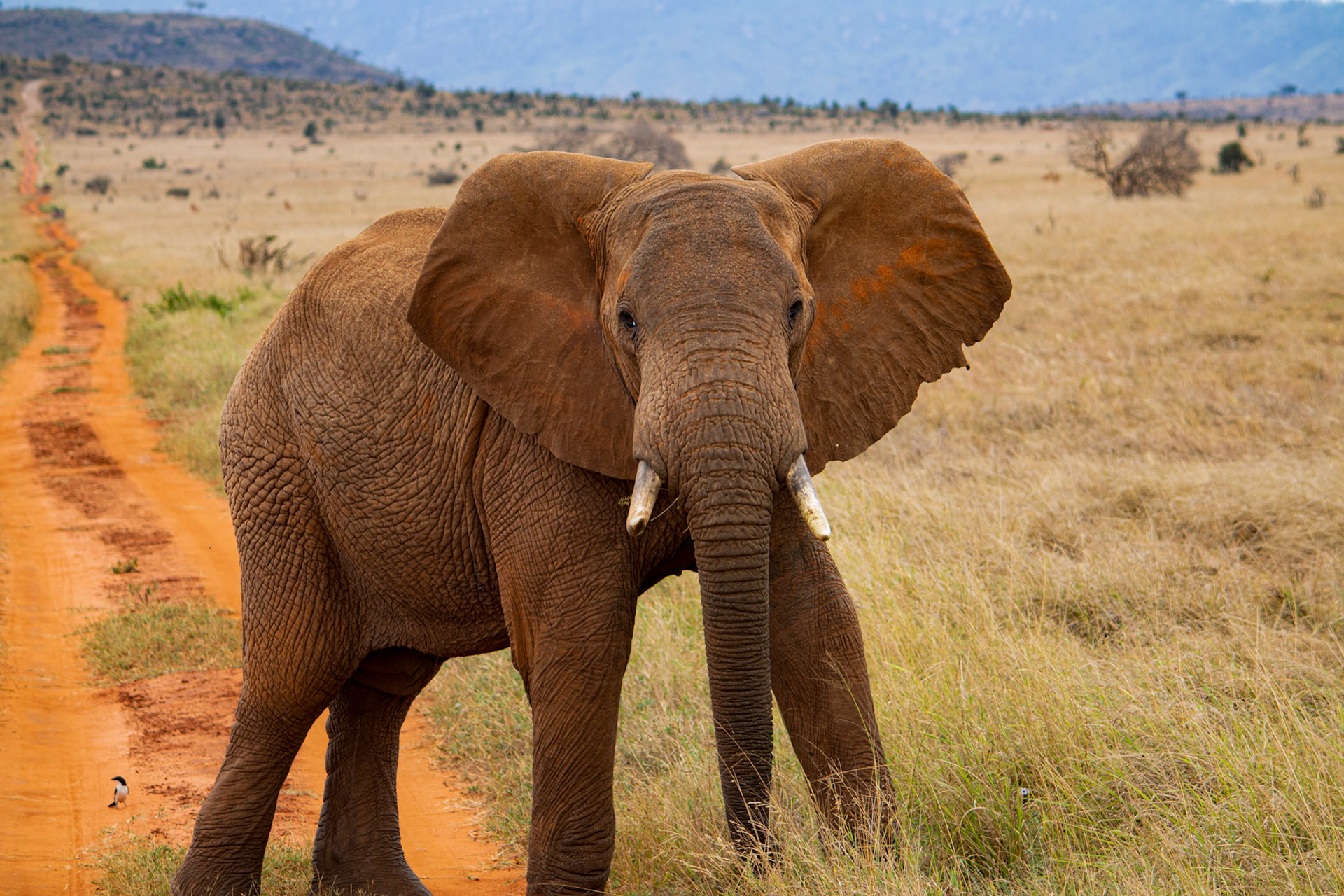 Elephand, Tsavo West