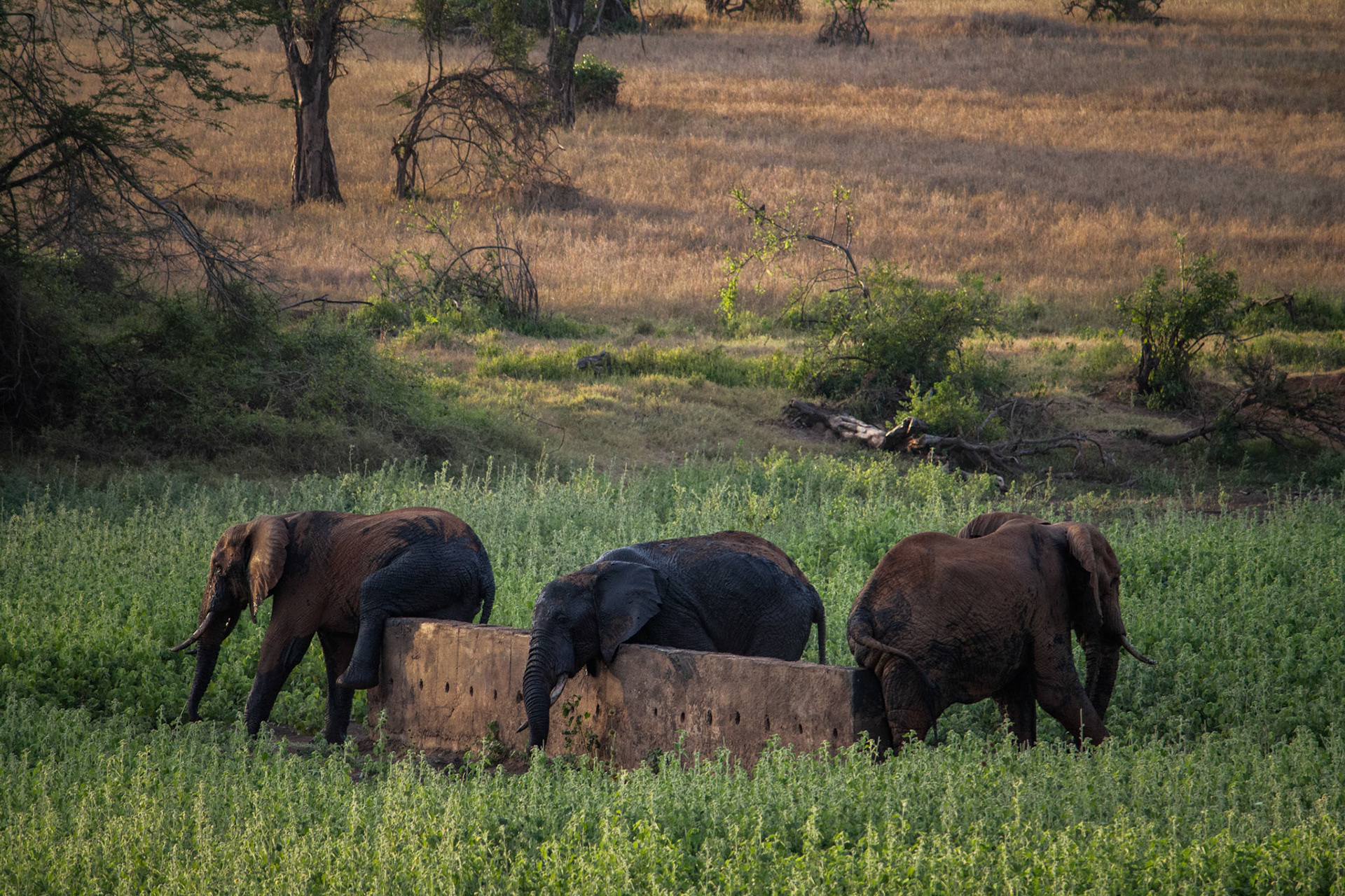 Elephants scratching, Tsavo