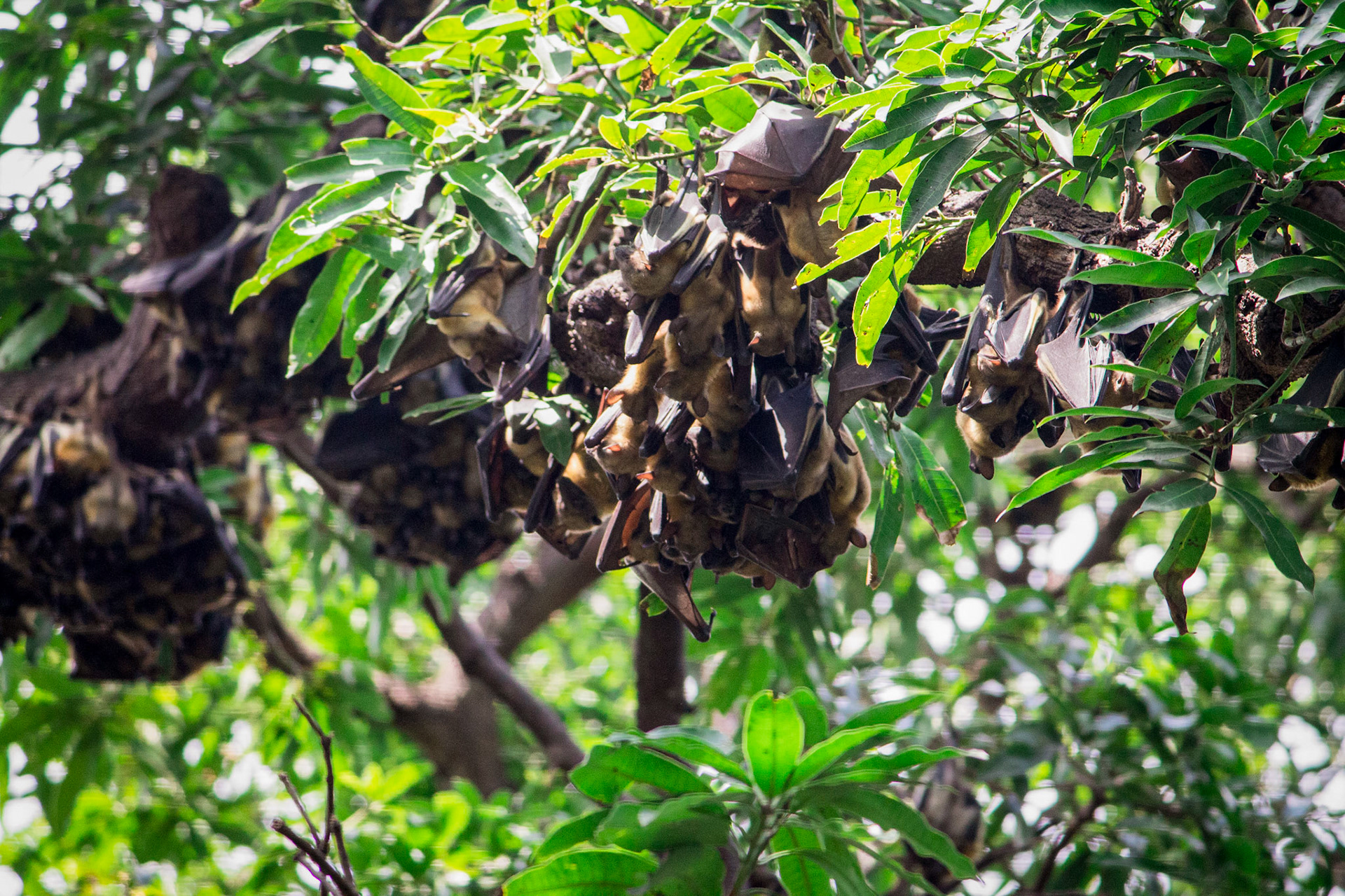 The Flying Foxes of Mombasa