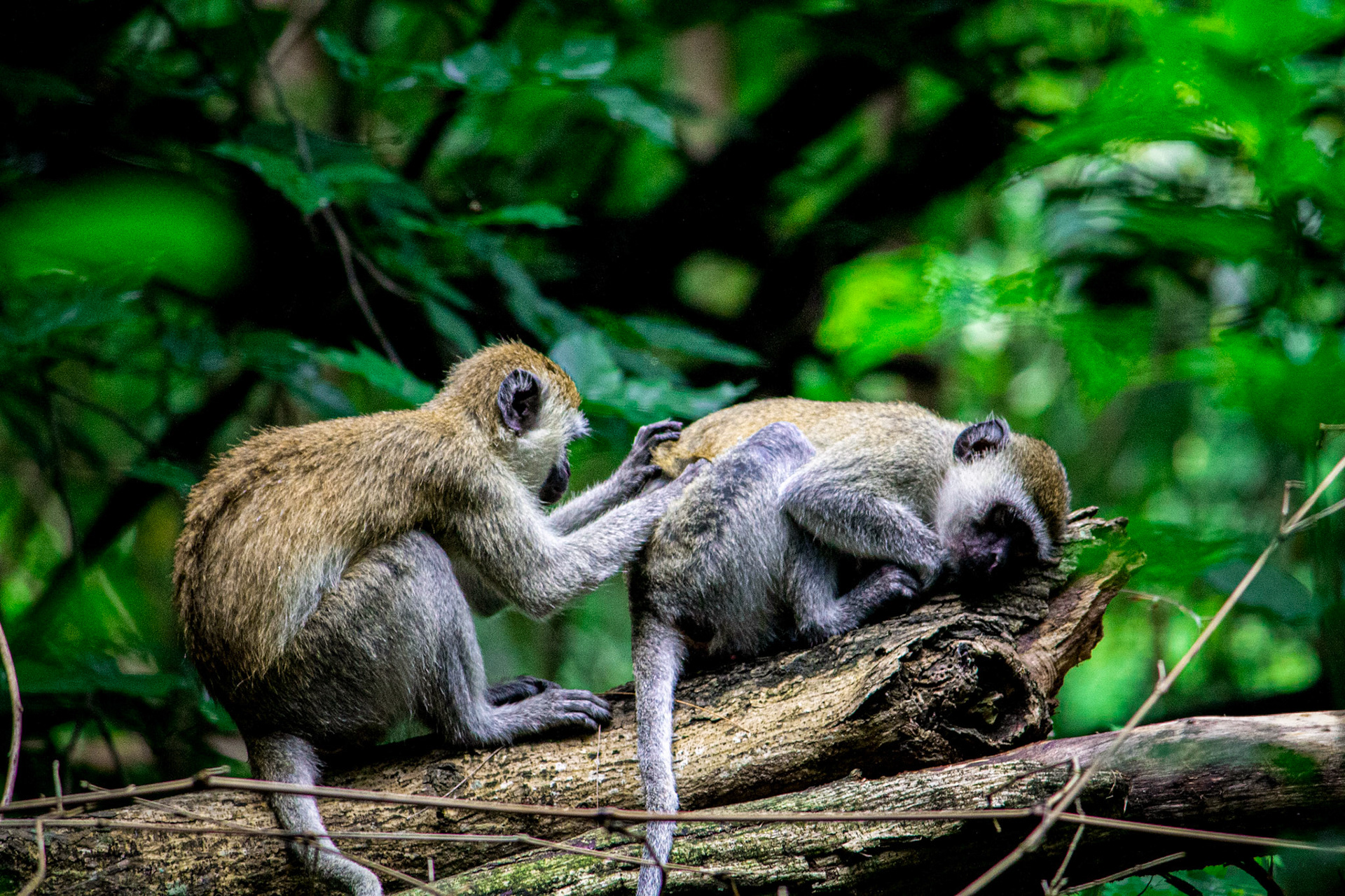 Monkeys, Mombasa