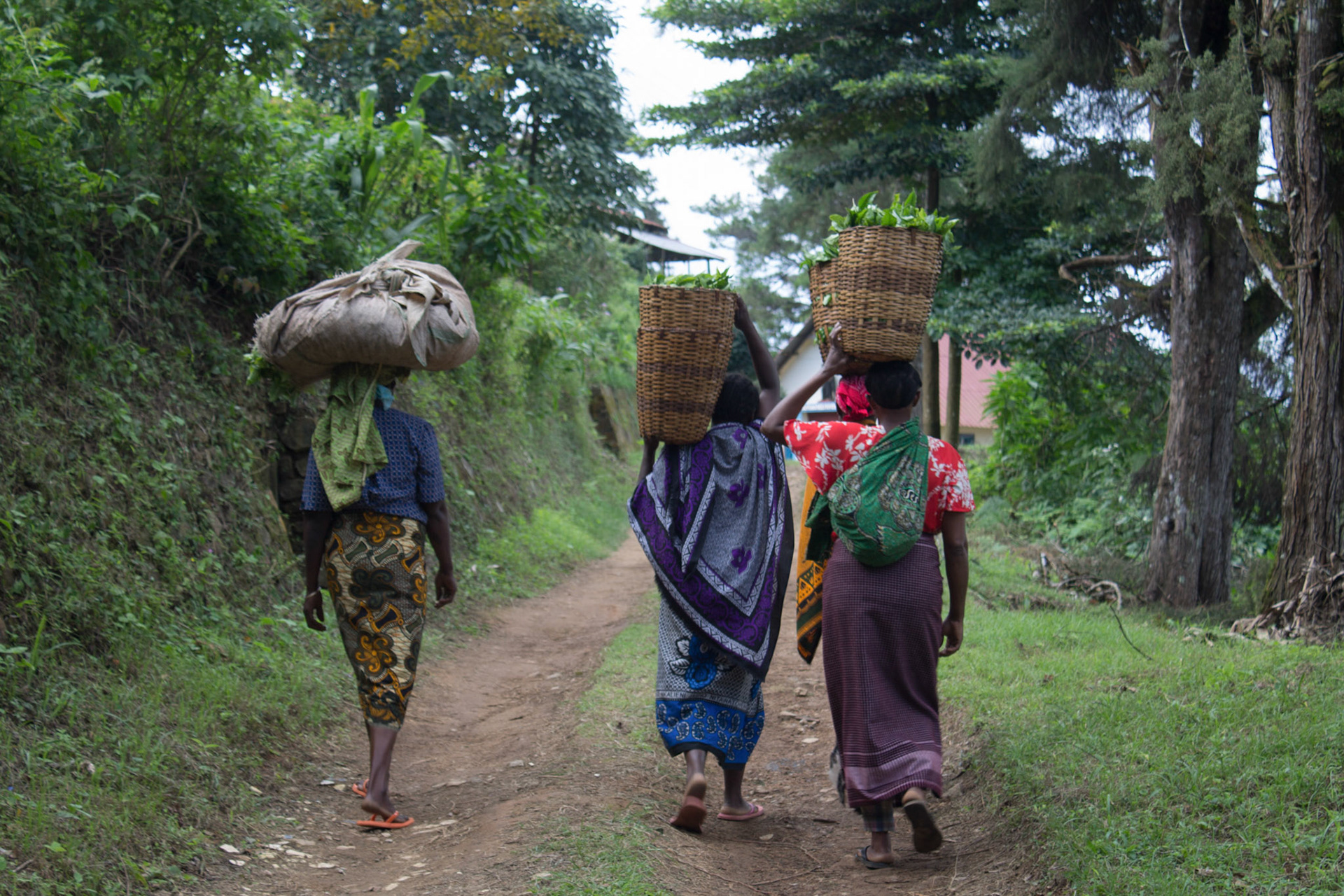 Women carrying todays tea harvest, Lutindi