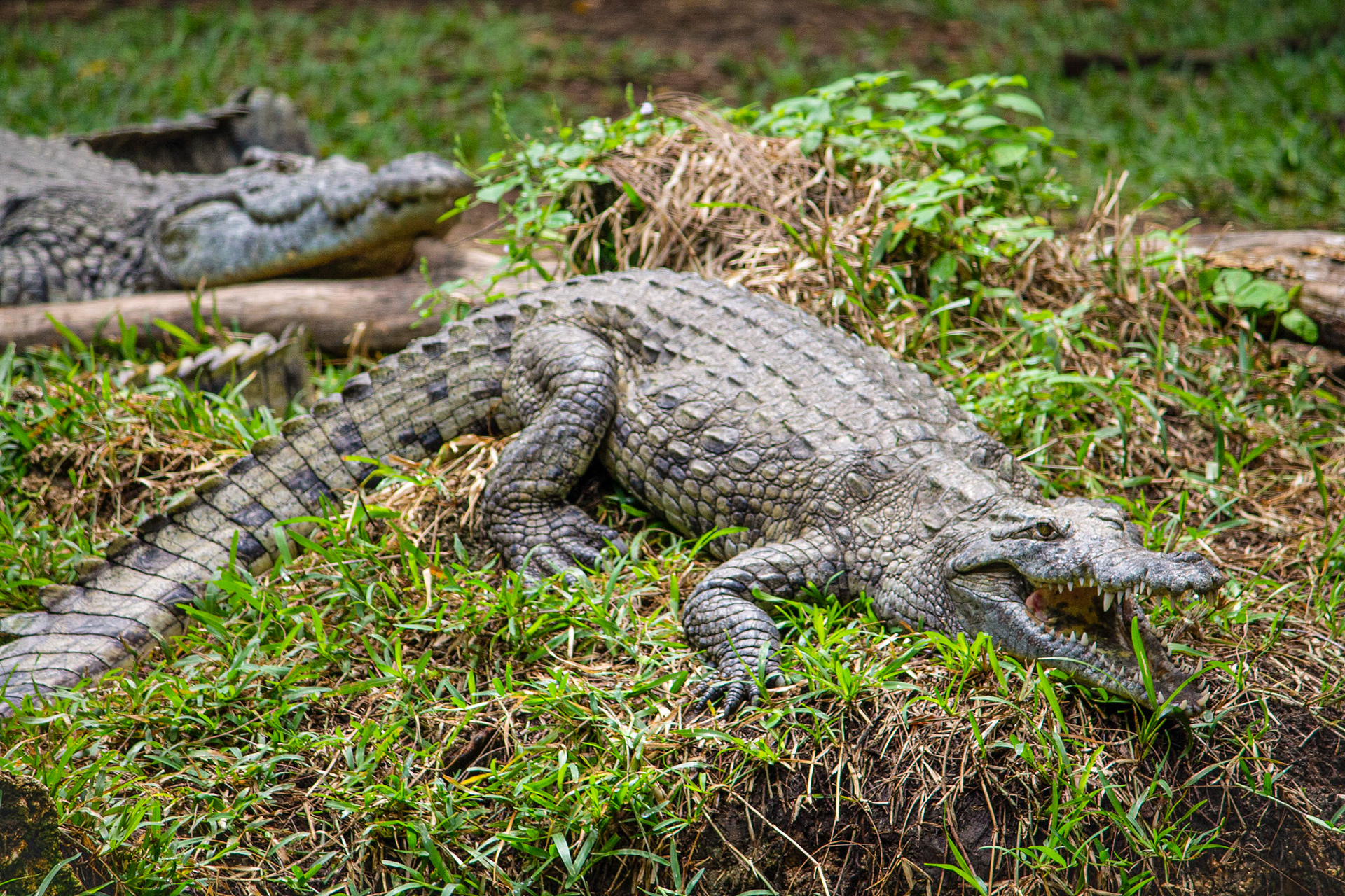 Crocodiles resting, Mombasa