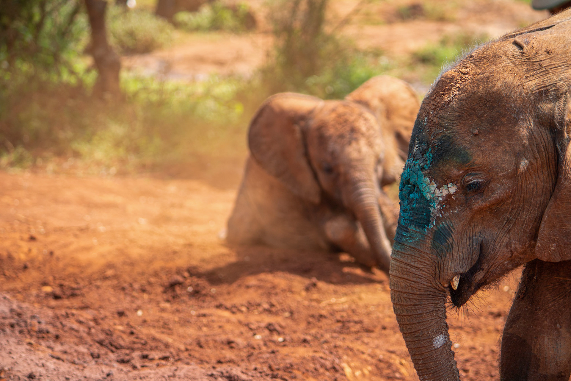 Young elephands at Sheldrick Wildlife Trust