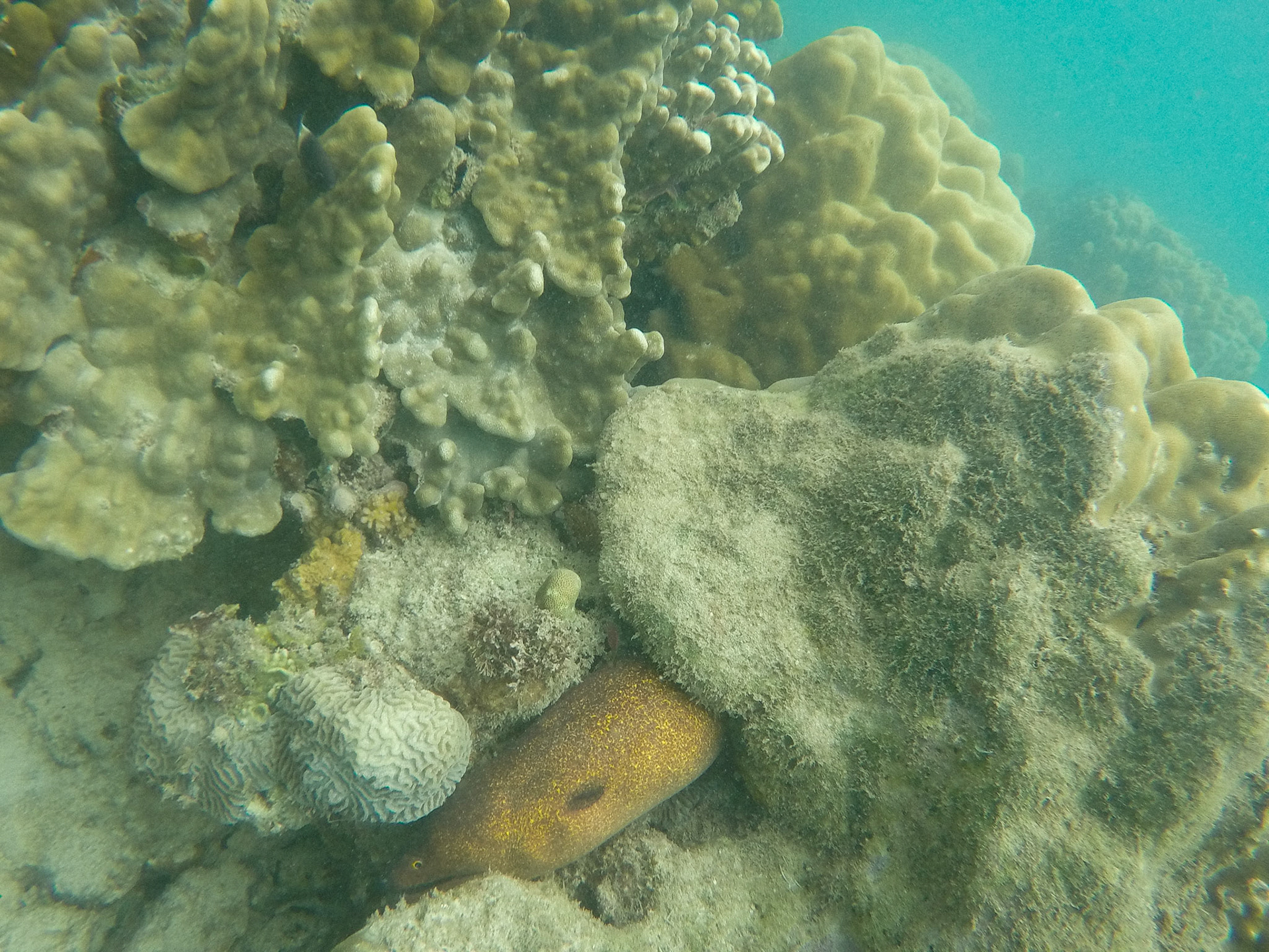 Tried to friendly teas this moray eel for some cool shots, but he was super boring.