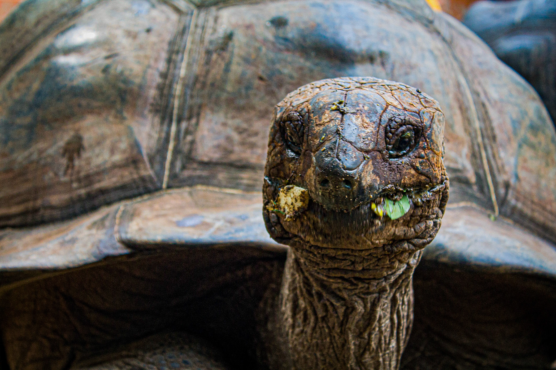 Giant tortoises eating, Changuu Island
