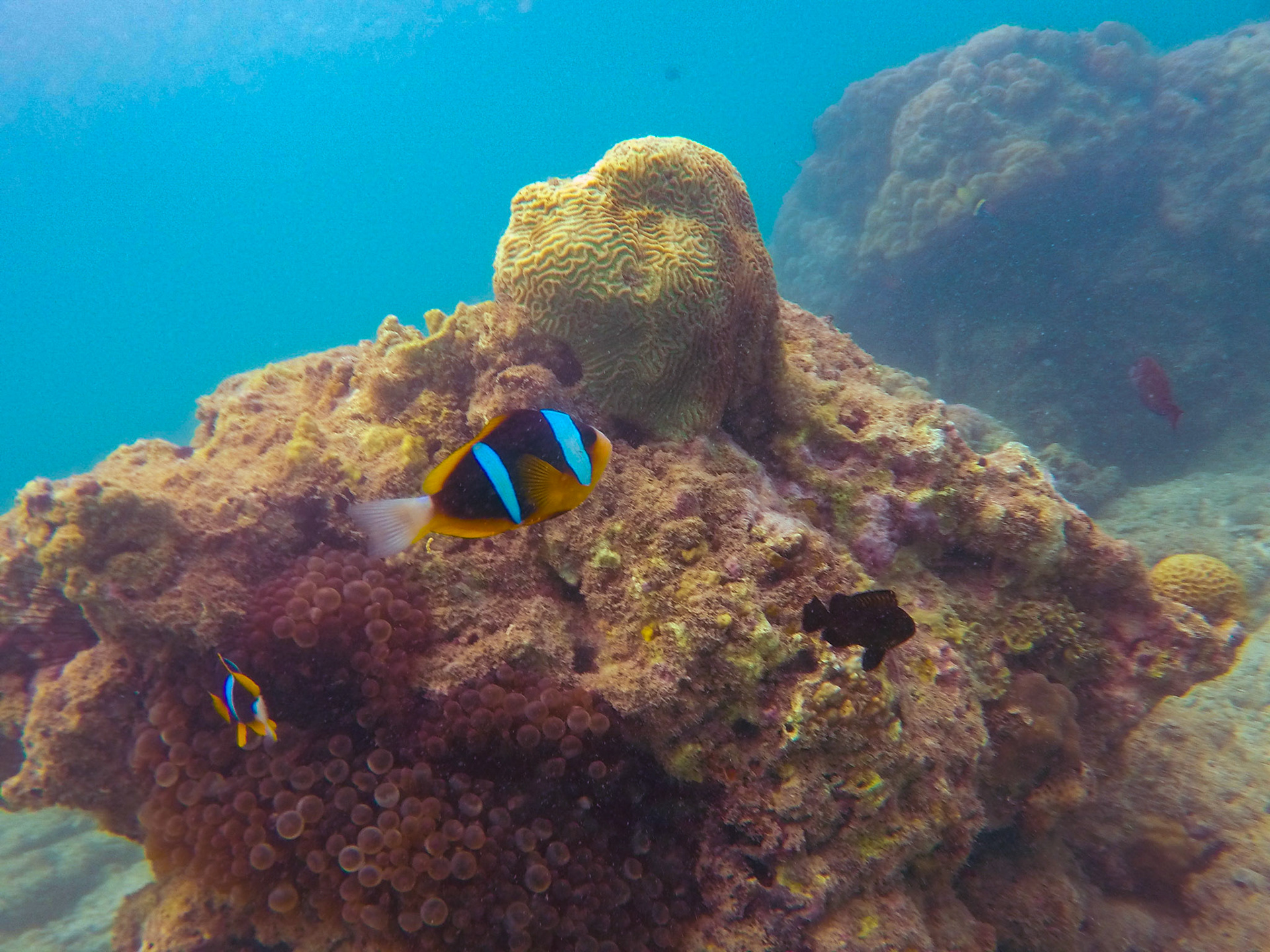 Clownfishes outside Momabasa