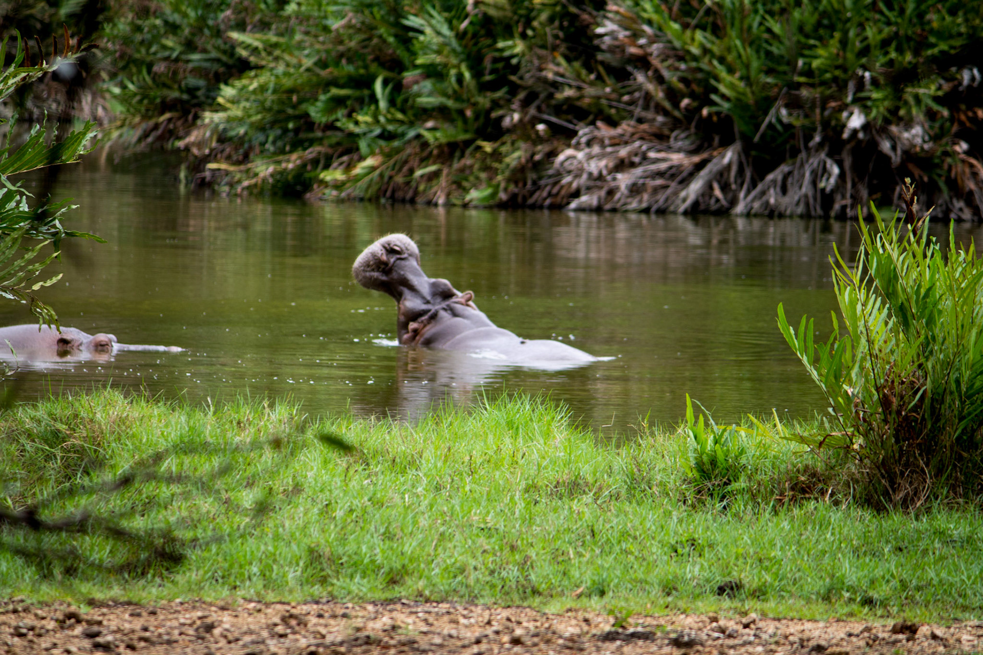 Hippos, Mombasa