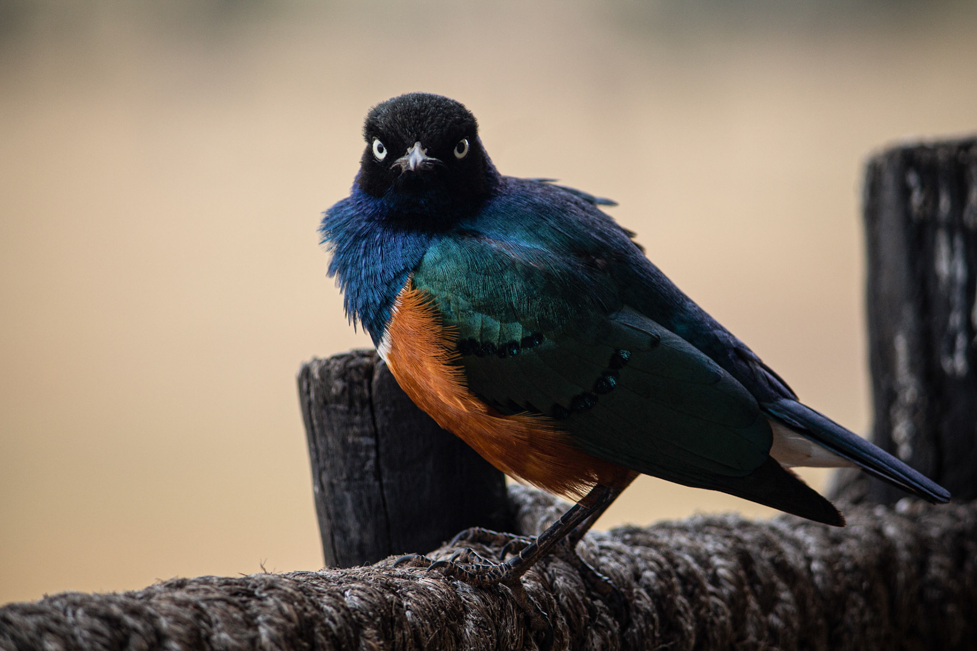 Superb Starling, Tsavo west