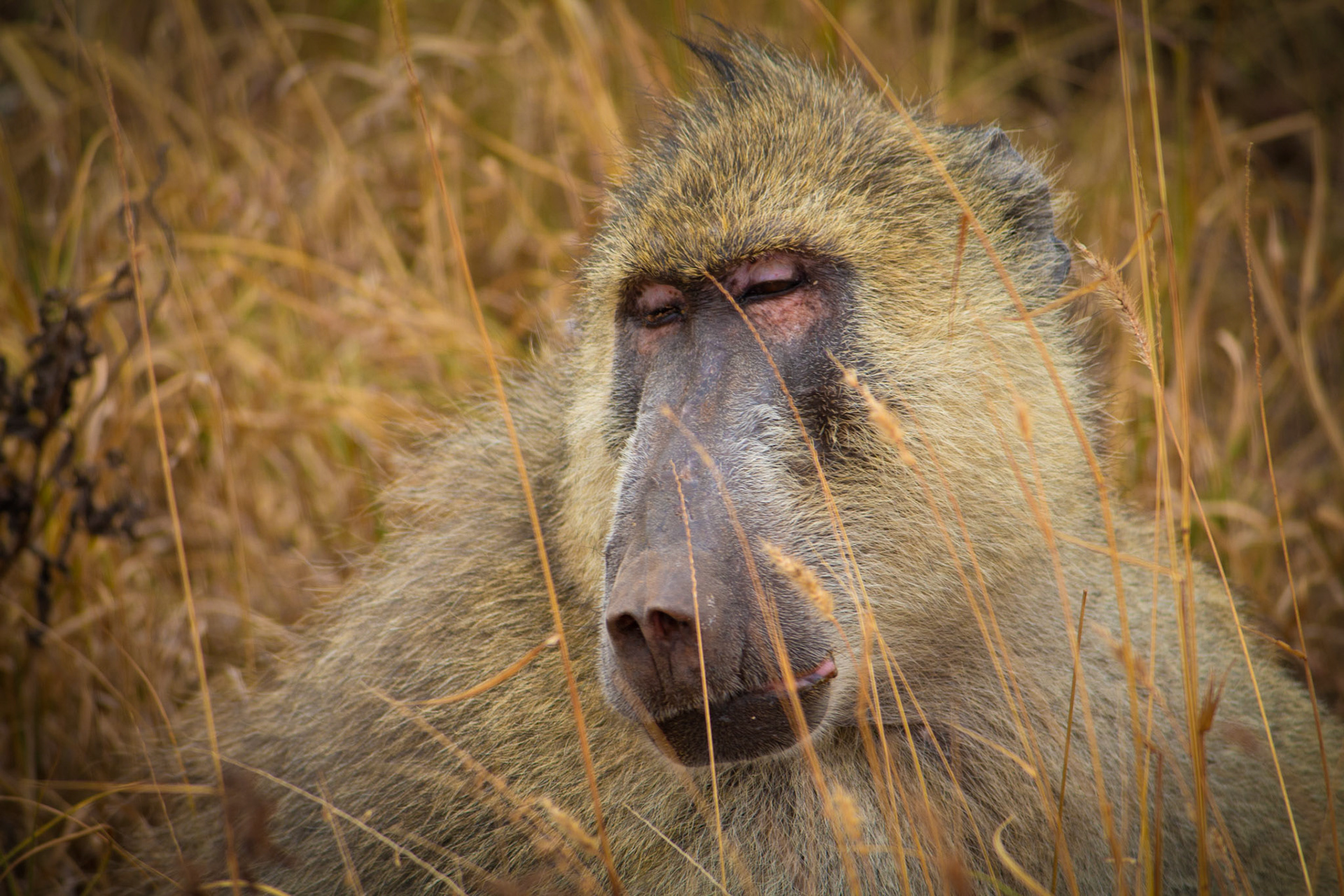 Baboon, Tsavo East