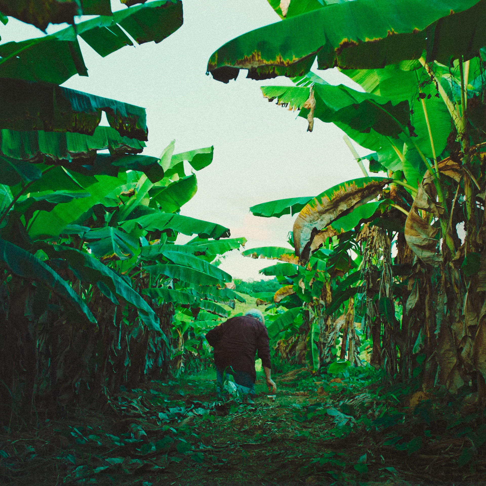 Bad Bunny - DtMF Cover (Concept)