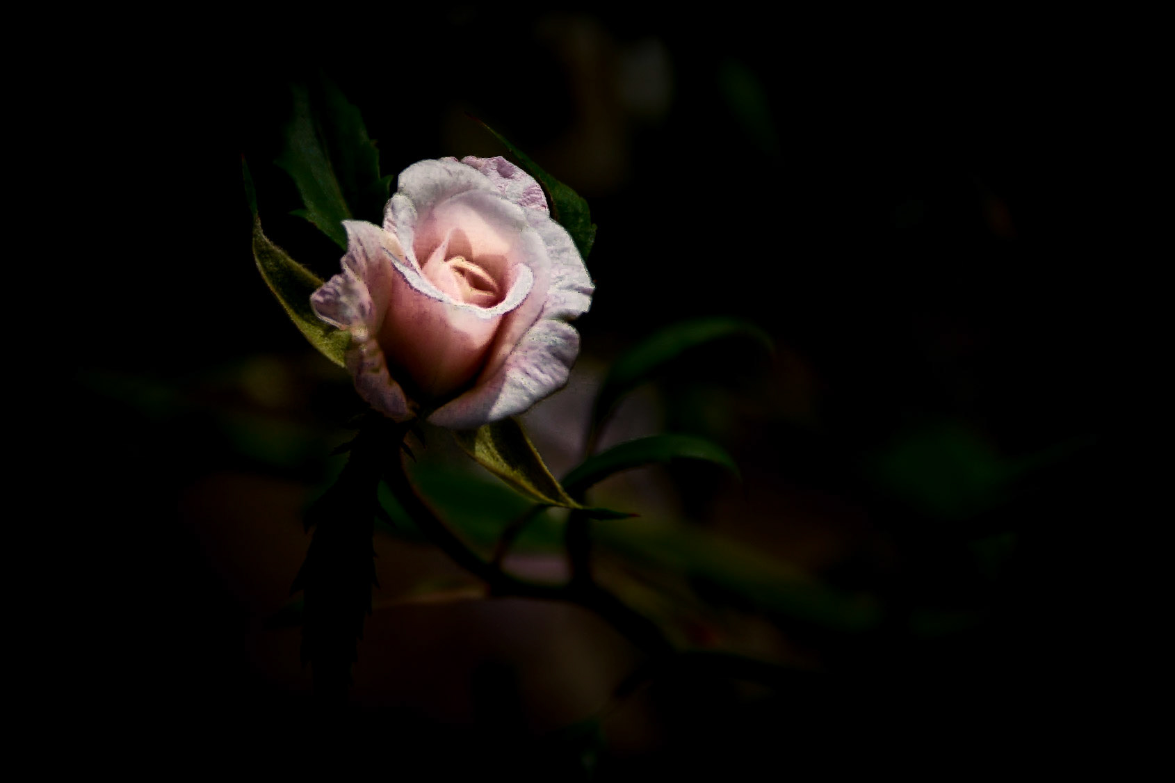 A Tender Pink Biltmore Rose