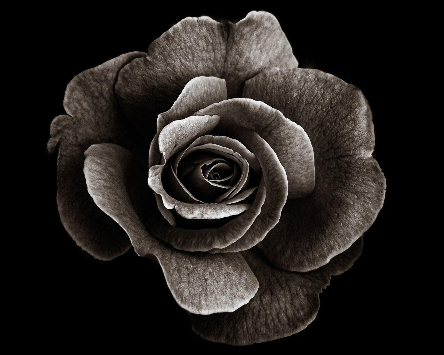 Rotch House Rose