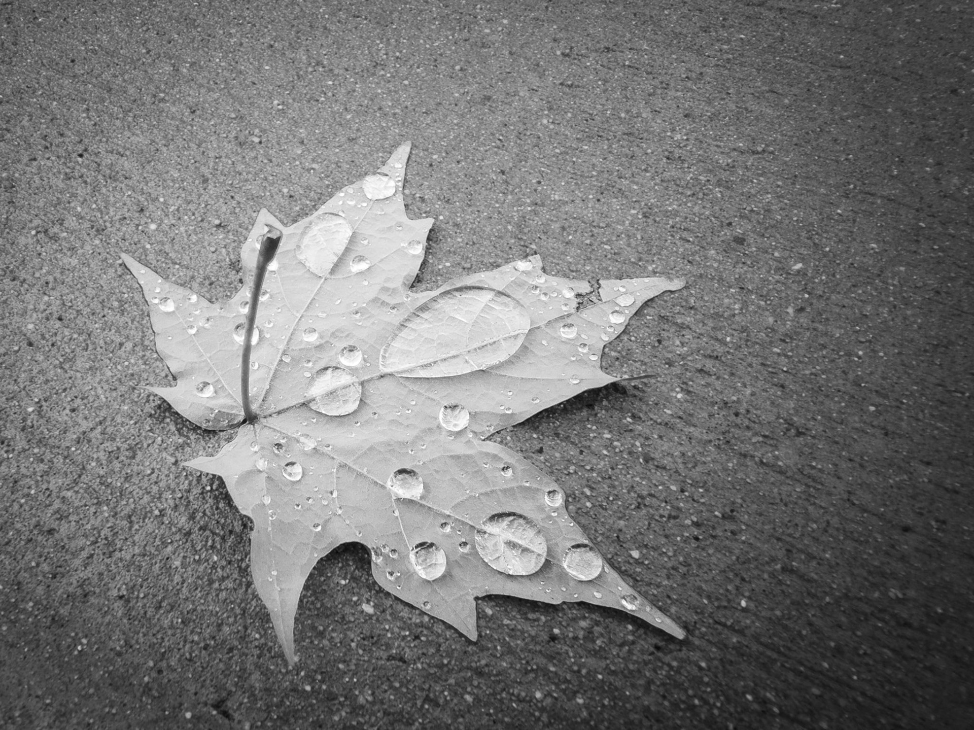 Wet Maple Leaf
