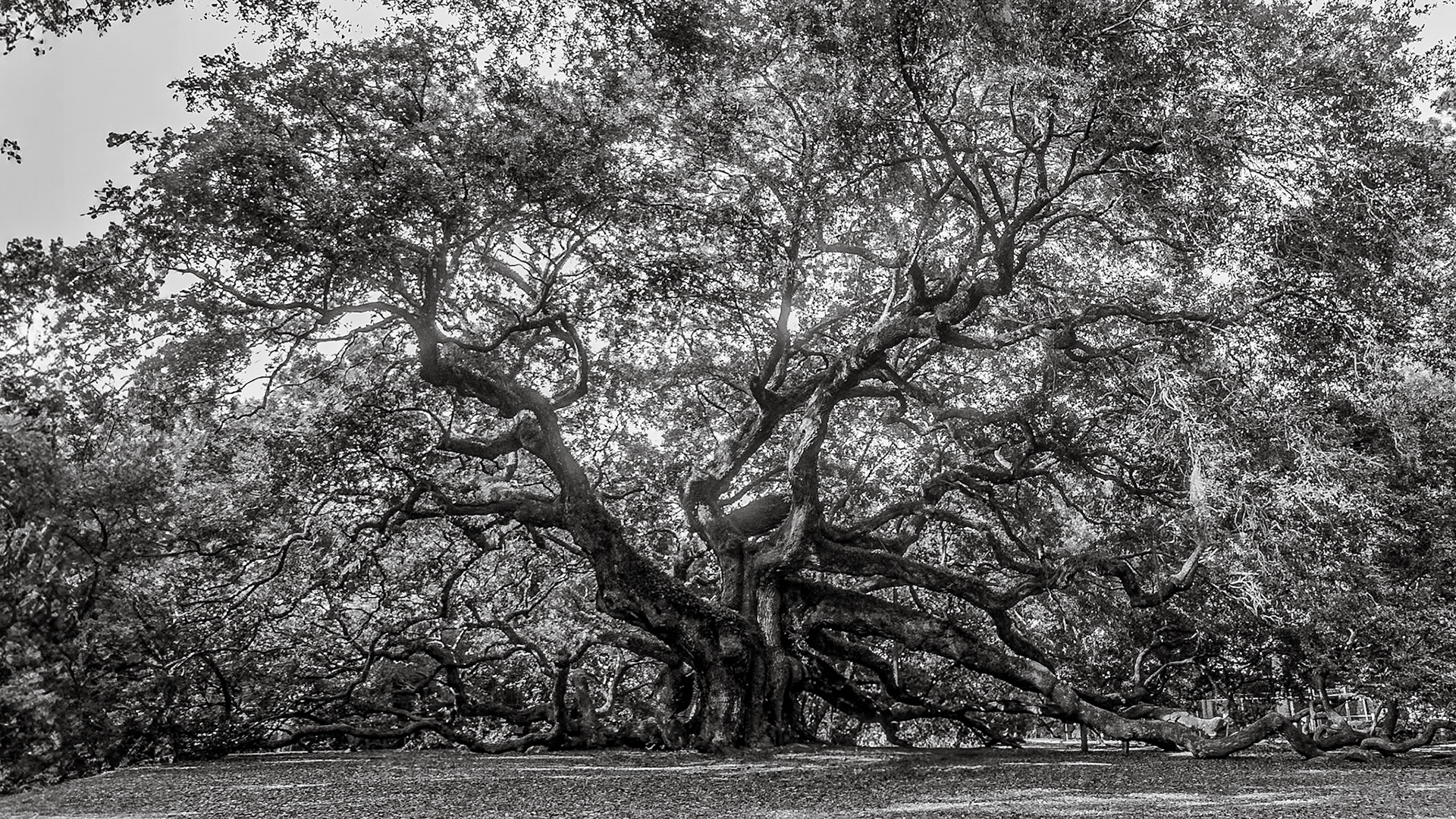 Angel Oak, Johns Island, SC