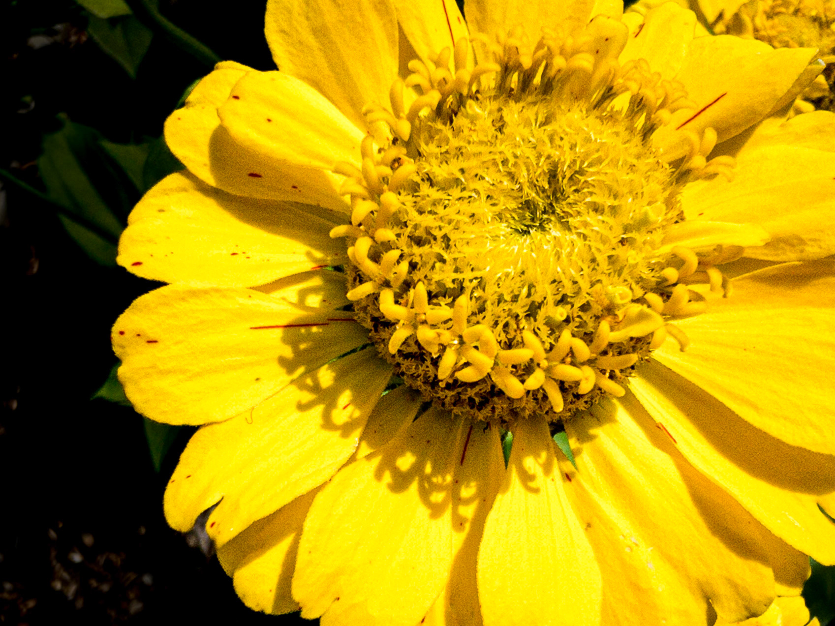 Yellow Flower, New Bedford, MA