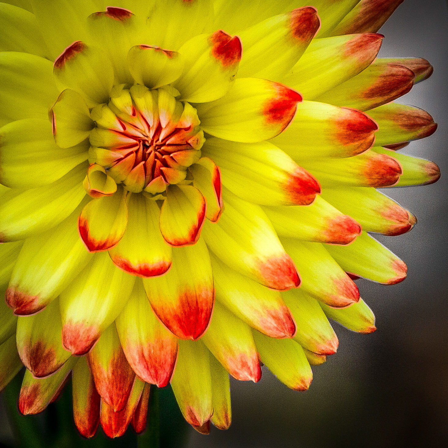 Yellow Fire