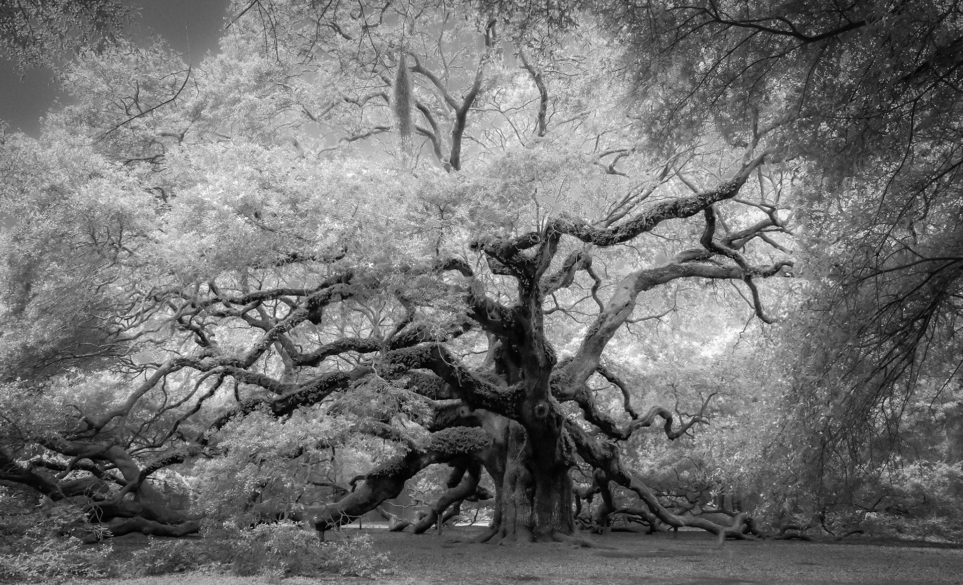 Angel Oak, John's Island, SC