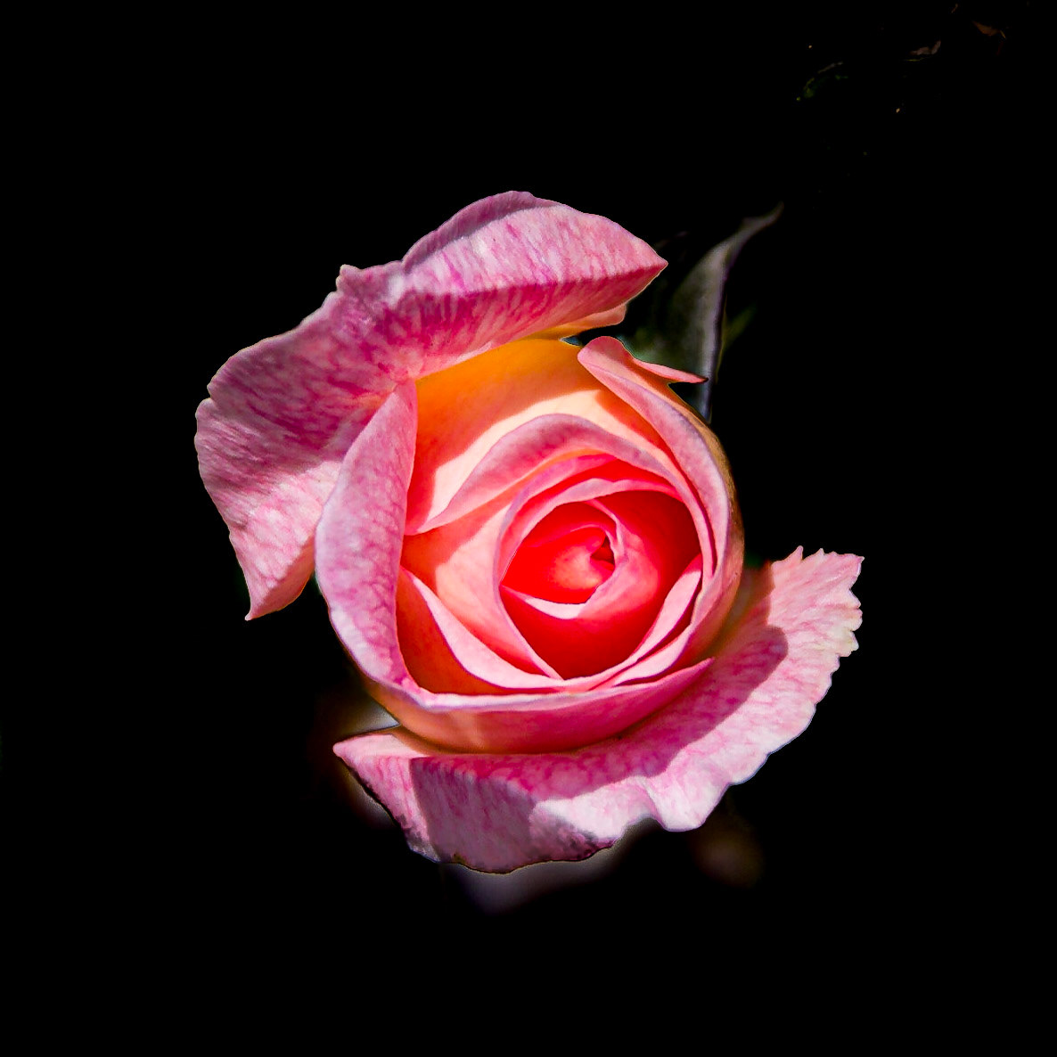 A Bright Pink Biltmore Rose
