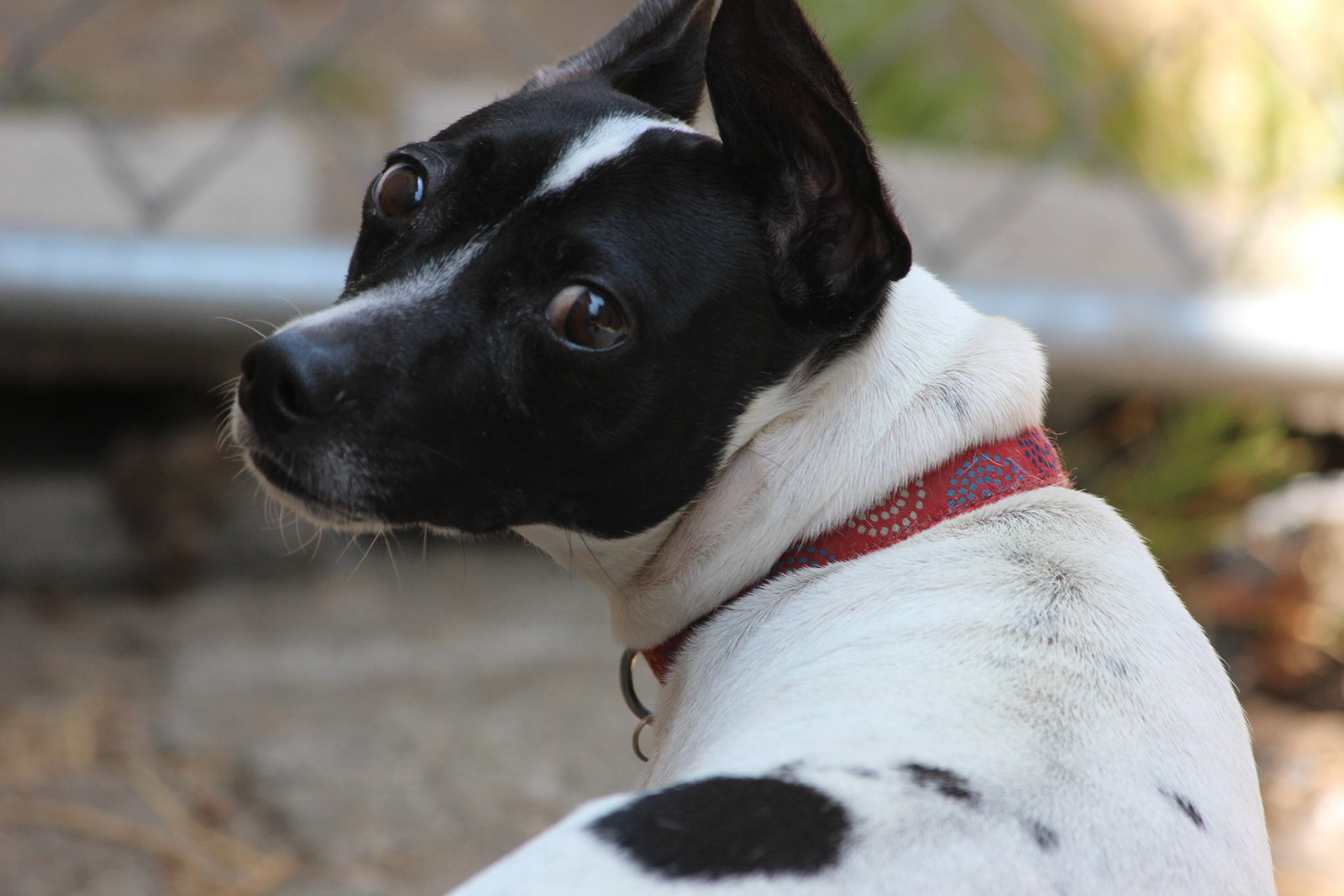 Jack Russell Terrier in backyard
