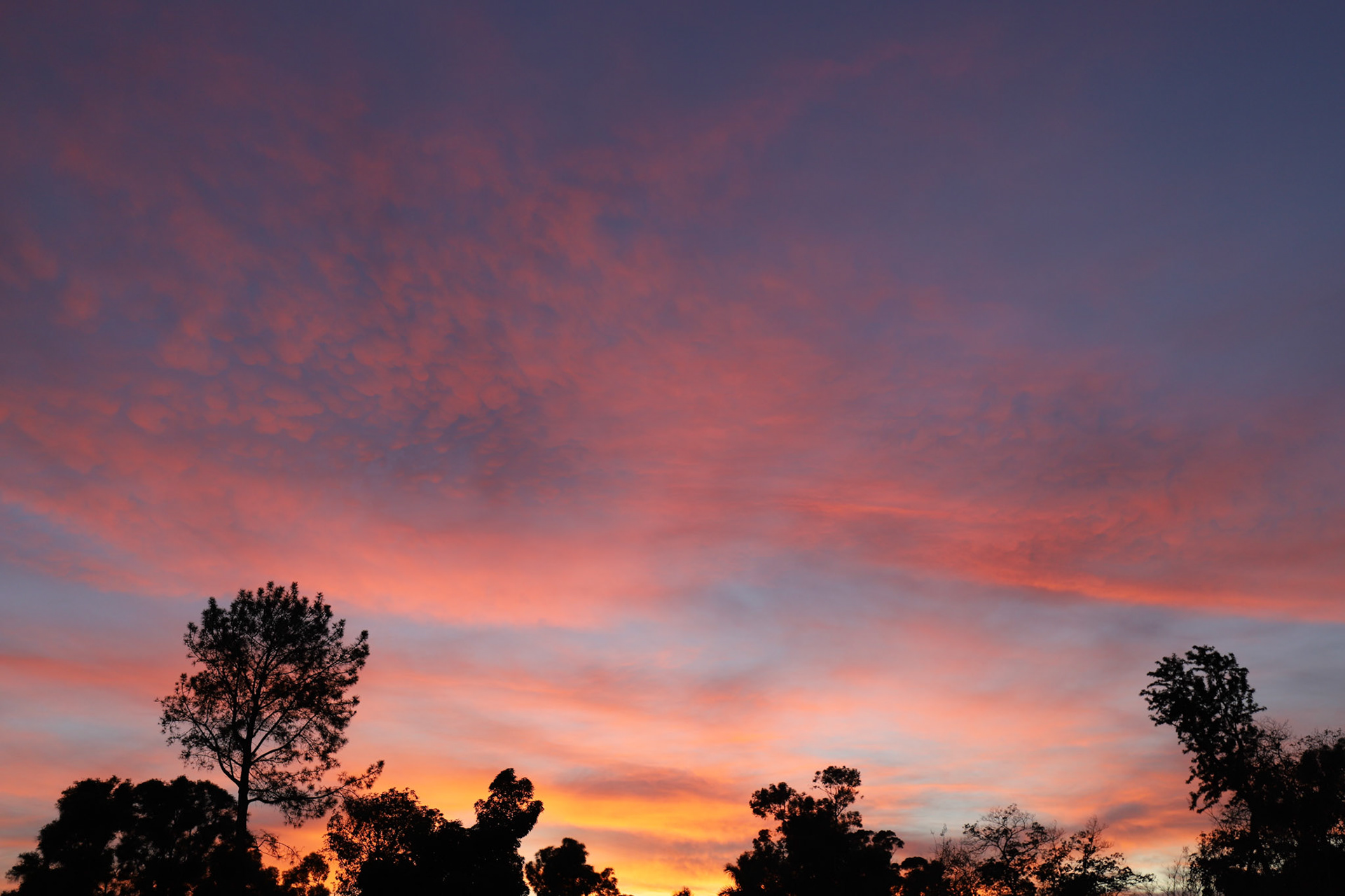 Sunset in Balboa Park, San Diego, Dec. 2018