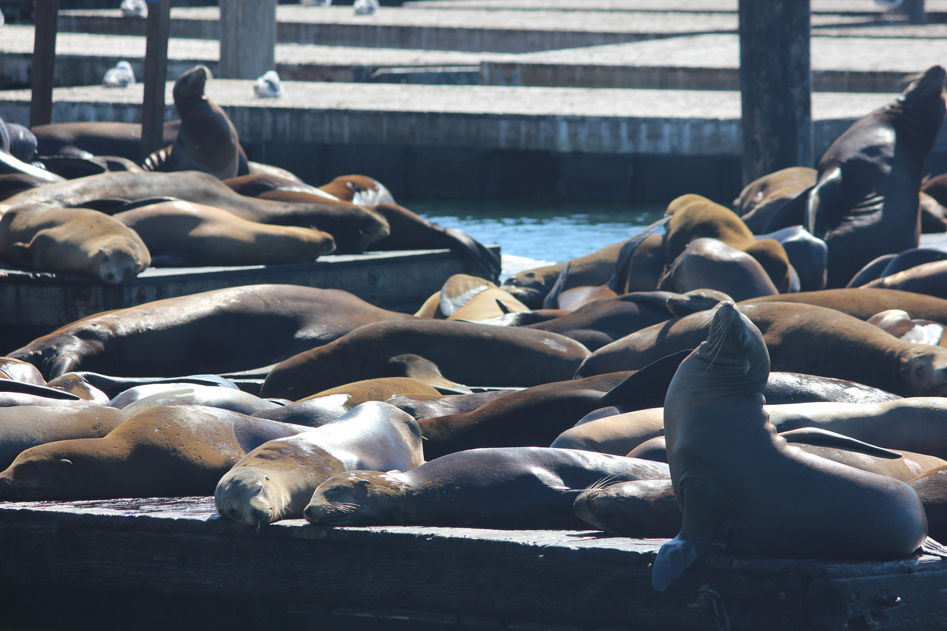 California sea lions, Pier 39, San Francisco, Sep. 2015