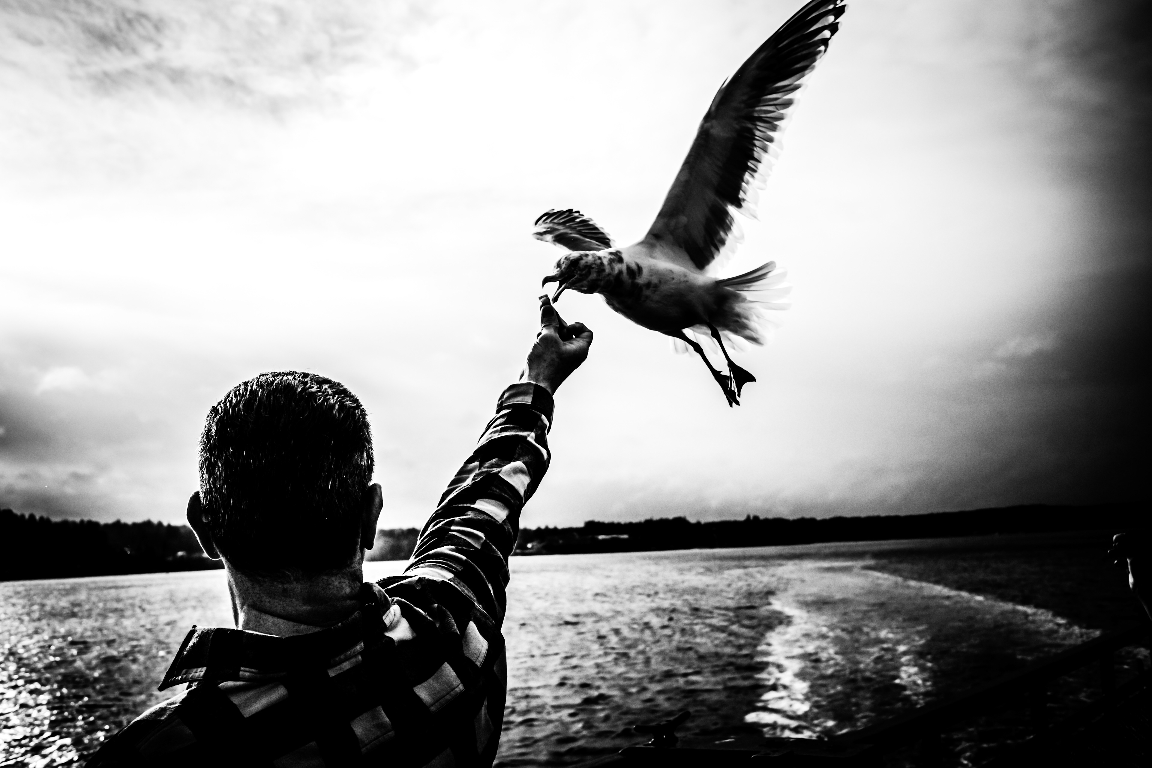 A man feeds a Fritos chip to a Seagull near Rich Passage en route to Seattle.