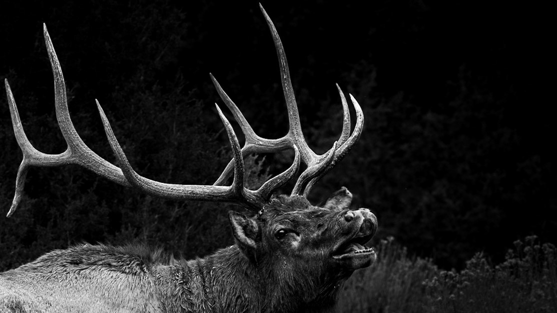 Crowned