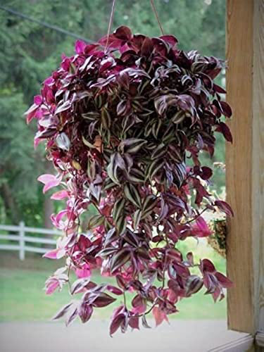 Wandering Jew