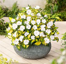 Supatien Tropical White