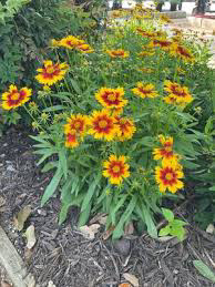 Coreopsis Up Tick Gold n' Bronze
