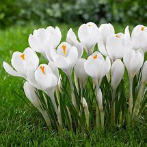 Crocus Jeanne de Arc