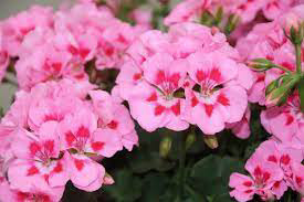 Medium Pink Flame