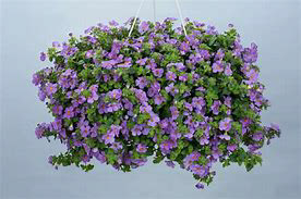 Bacopa Gulliver Violet