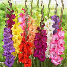 Gladiolus Trumpet Mix