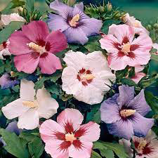 Hibiscus Mixed