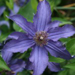 Clematis Sapphire Indigo