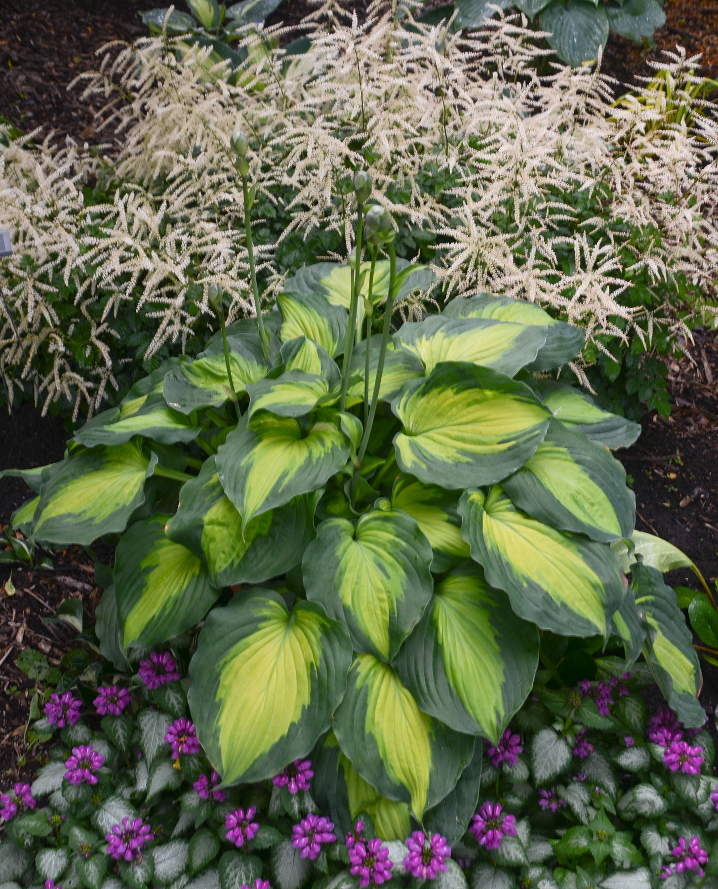 Hosta Beyond Glory