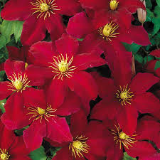 Clematis Niobe